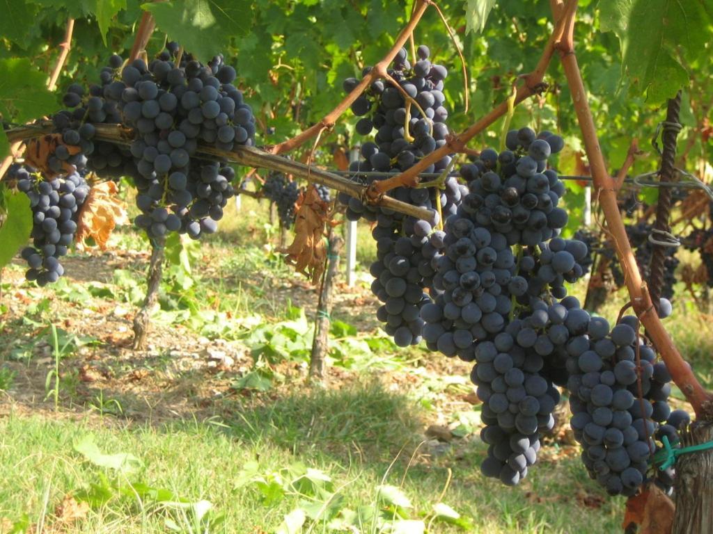 Vila Fattoria Di Rignana Greve in Chianti Exteriér fotografie